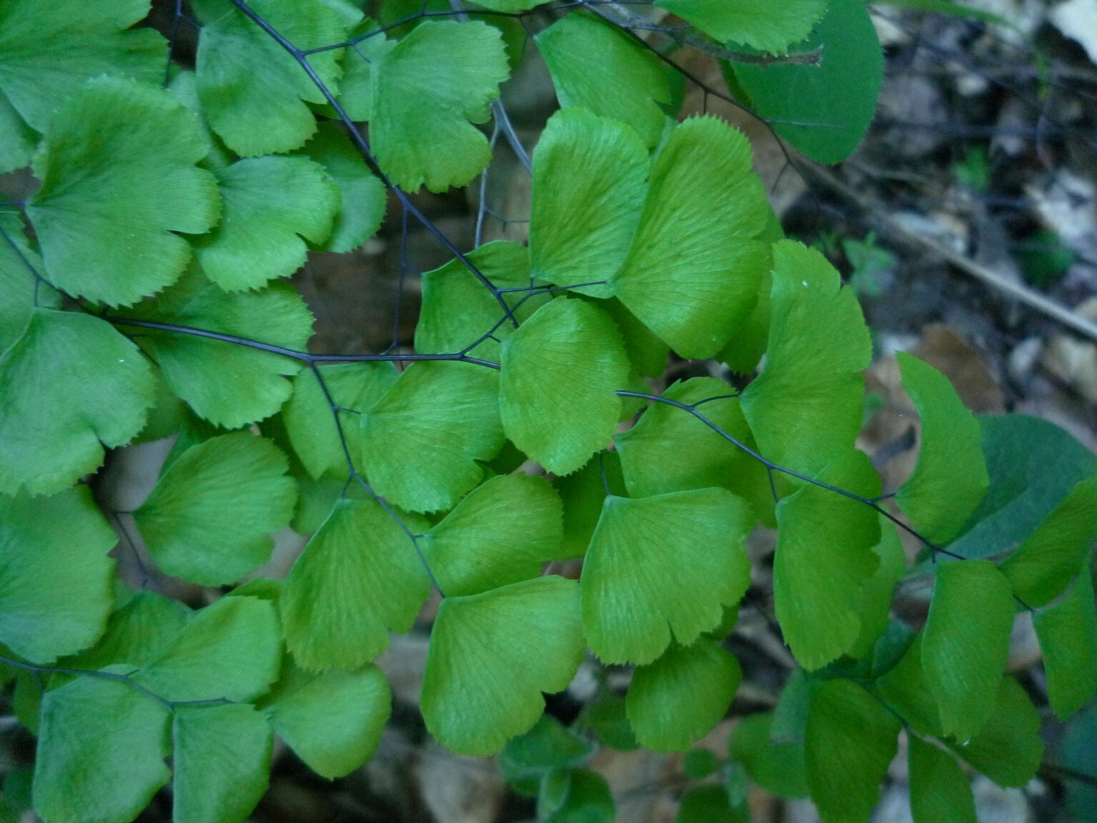 High Resolution Adiantum capillus-veneris Leaf